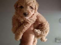 Maltipoo yavrular