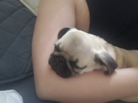 Pug yavru orijinal 2 buçuk aylık