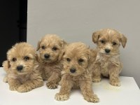 Maltipoo yavrularimiz