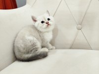 British shorthair ve scottish