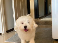 Maltese terrier köpeğim