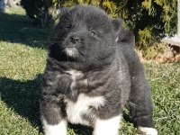 Safkan Amerikan Akita