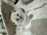 Dişi ve erkek 2 tane yavru british shorthair