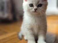 BRİTİSH SHORTHAIR SİLVER KEDİSİ