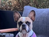 Bir insan kadar uysal french bulldog Miyamız