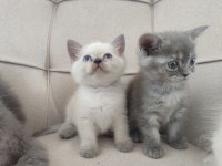 Minicik kutu bebeği güzel kedimiz yeni evini bekliyor