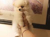A kalite pomeranian bebeklerim