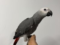 ZEYTİN GÖZ YAVRU JAKO BELGELİ