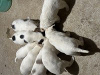 Terrier Yavruları 45 Günlük