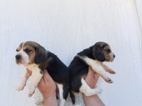 Harika maske beagle bebekler