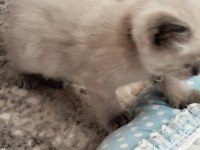 2 aylık british shorthair