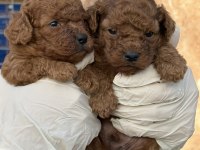 Toypoodle sevimli yavrular 