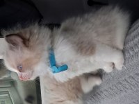 Safkan Ragdoll Bebek Kediler