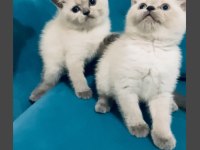 SAFKAN AYI SURAT BLUE POİNT BEBEK KEDİLER