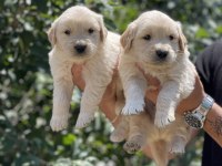 Sizinde böyle bir golden retriever yavrunuz olmasın mı?
