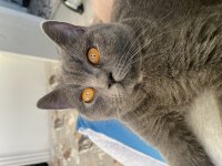 2si anne baba 4 yavru british shorthair