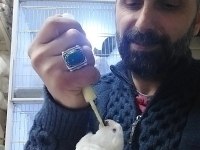 Albino sultan papağan el besleme bebek