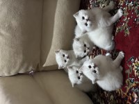 British shorthair yavrular