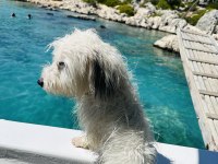 1 yaşında güzeller güzeli dişi terrier