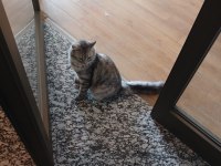 KEDİMİZ DUMANI SAHİPLENDİRMEK İSTİYORUZ