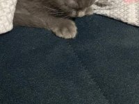 2 aylık baykuş kulaklı scottish fold