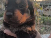 A Kalite Rottweiler