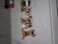 İZMİRİN EN GÖZDE ŞİVAVA BEBEKLERI