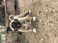 Has kangal yavrular dişi erkek mevcut
