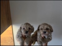 Maltipoo Yavrularımız