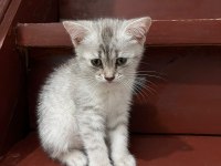 British shorthair 2 aylık yavru