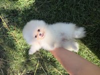 KUSUSRSUZ GÜZELLIK ÜST DÜZEY POMERANİAN BOO