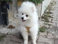 Kar Beyaz Pomeranian Dişi