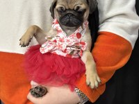 PUG YAVRULAR SAKARYA