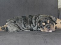 SİTENİN EN RENKLİ EN MÜTEVAZİ BULLDOG ŞEKERLERİ