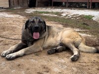 A++ kalite Kangal sağlıklı yavrular sağlam kan