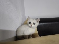 British shorthair silver point