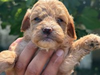 DUNYA TATLISI MALTİPOO MİNİKLER