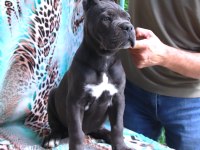 FCI-KIF SECERELİ SAFKAN CANE CORSO KÖPEKLER