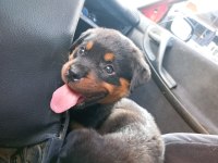 Irk garantili rottweiler yavrularımız