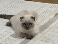 Safkan Şecereli Scottish Fold Blue Point