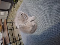 Eşsiz bir güzellik Scottish Fold