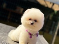 Pamuk Şekeri Pomeranian Boo