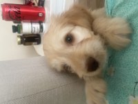 maltipoo yavru 2.5 aylık