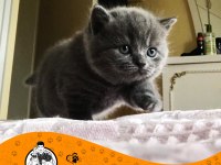 British Shorthair Blue