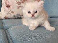 2 aylık british longhair yuvasını arıyor