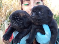 Sıyah Black Pug Yavrularımız