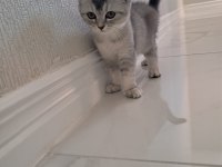 Diyarbakır’ın en minnoş kedileri bizde