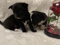 ANNE ALTINDAN TEACUP CHİHUAHUHA YAVRULAR