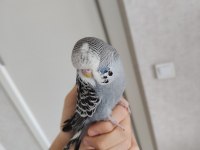 Show Jumbo yavru muhabbet kuşu