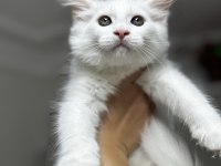 Muhteşem Görünümlü Beyaz Maine Coon